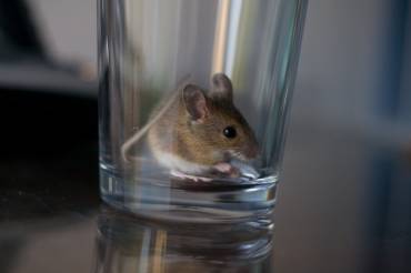 How to Keep Mice Out of Your Home This Winter